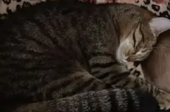 Пропала кошка Вася, ул. Серова 19, Казань