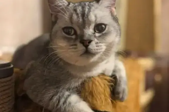 Кошки потеряшки, Ростов-на-Дону, фото: Потеряшка серый кот, ул. Молодёжная, 69