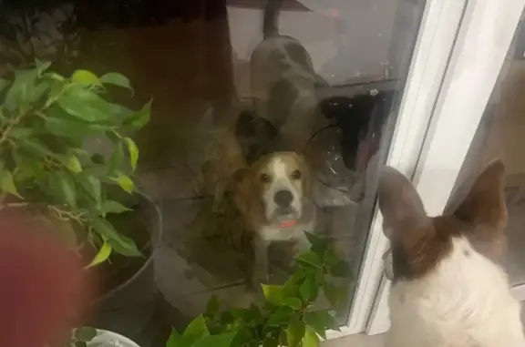 Найдена собака, , фото: Собака найдена: Заречная ул., 32, Струнино