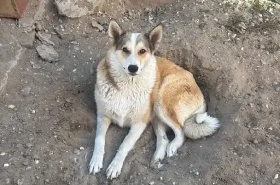 Пропала рыжая лайка, Чембарский пер., 8