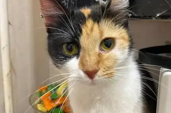 Кошка найдена: Студенческая ул. 14 к1