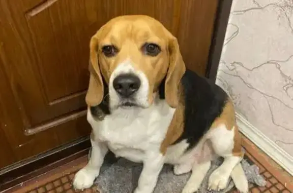 Найдена собака, Нижегородская область, фото: Собака найдена у озера Силикатное, Сормово