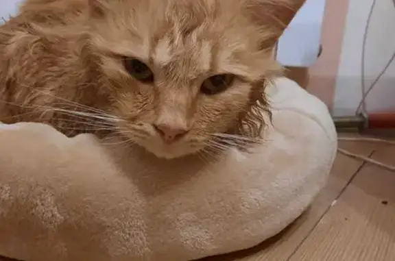 Найденные животные Курск, фото: Найден рыжий кот, Магистральный 16Ж, Курск