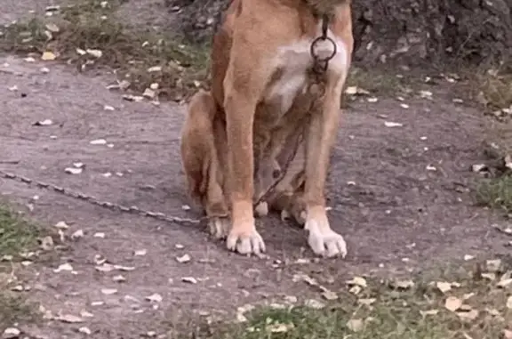 Найдена собака, Чусовой, фото: Собака найдена в Чусовом, Пермский край