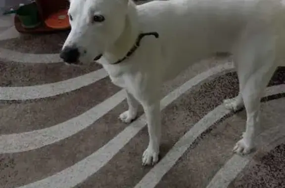 Пропала собака в Суховерхово, Кострома