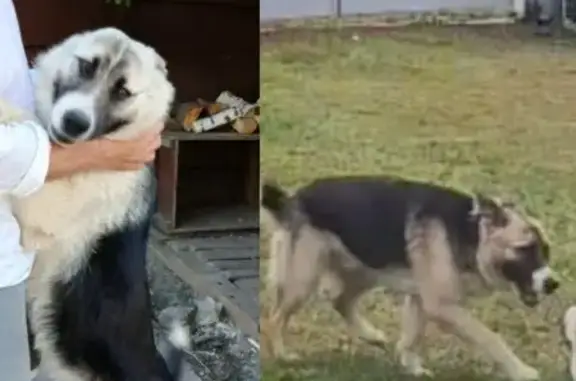 Пропала собака, Кирпичный ДОЦ, 6, Златоуст