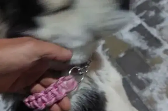 Найдена собака, Сургут, фото: Собака найдена: Инженерная 8/2, Сургут