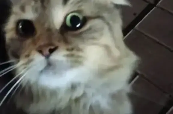 Найдена кошка, Саратов, фото: Кошка найдена: 2-й Магнитный проезд, Саратов