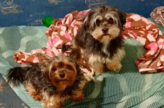 Собаки потеряшки, Жигулёвск, фото: Потеряшка собака, Жигулёвск, 5-й пр., 62