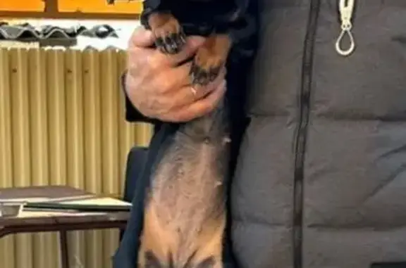 Такса найдена в Прудбое, Волгоградская обл.