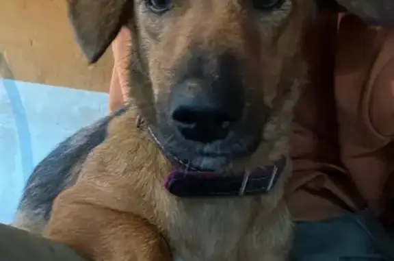 Пропала собака, Центральная ул., 2, Семёновский