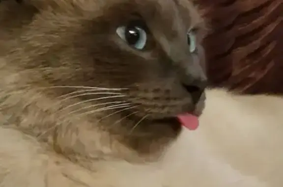 Кошки потеряшки, Пермь, фото: Потеряшка кошка, Чистопольская 9, Пермь