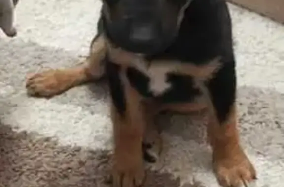 Найдена собака, Калужская область, фото: Собака найдена: Черный Калуга, обл.