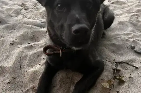 Пропала собака в Лесколовском СП, Ленобласть