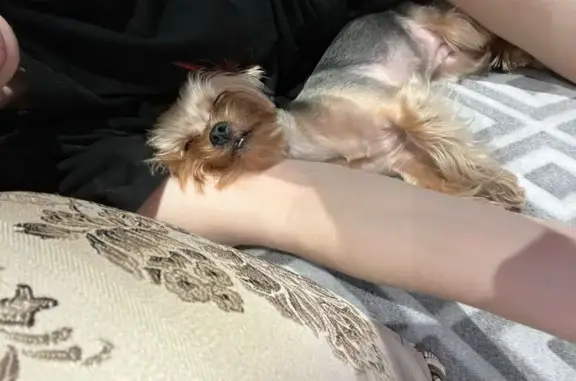 Собаки потеряшки, Ростов-на-Дону, фото: Потеряшка собака, 2-я Краснодарская, 2