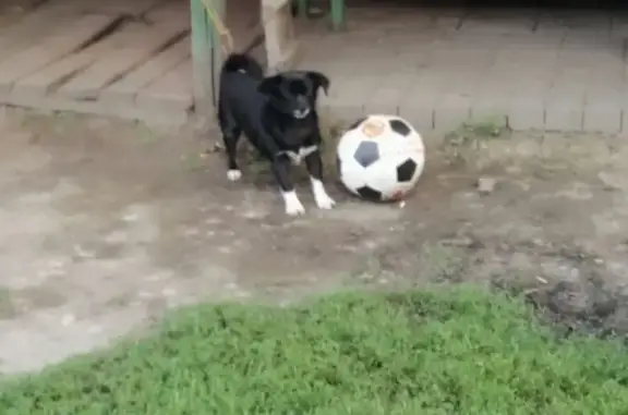 Пропала собака, ул. Курочкина, Волоконовка