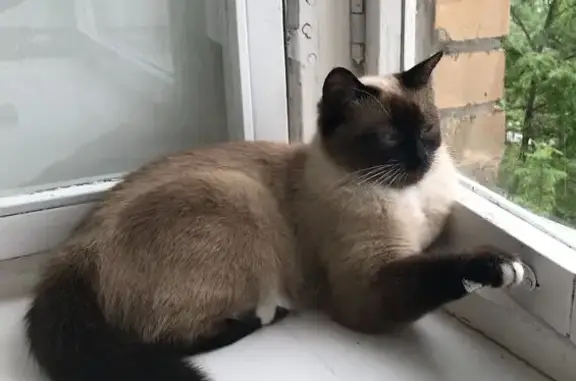 Кошки потеряшки, Заозерье, фото: Потеряшка кошка, Ялгубское шоссе, Заозерье