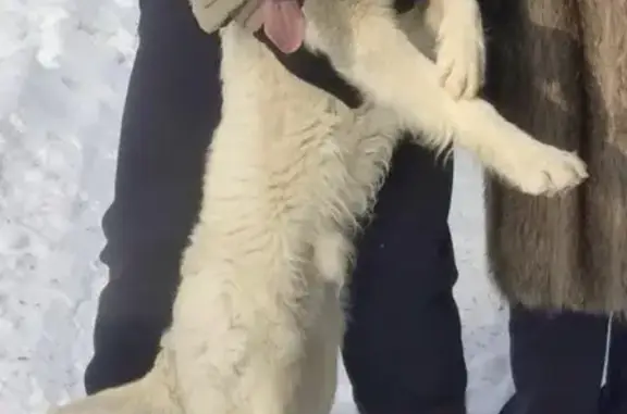 Пропала собака в Пушкино, Московский проспект