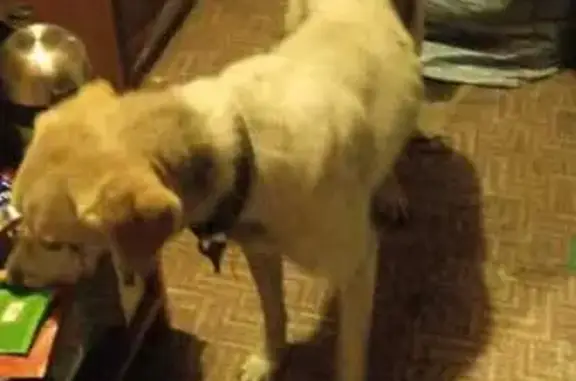 Найдена собака, Брянская область, фото: Собака найдена: Свень-Транспортная, Брянск