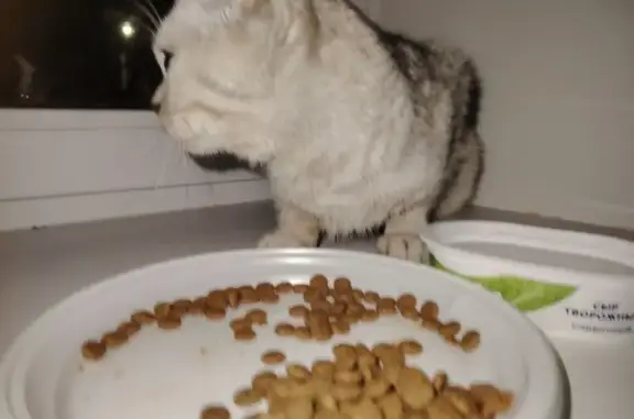 Найдена кошка, Иваново, фото: Кошка найдена: Шереметевский пр., 82А