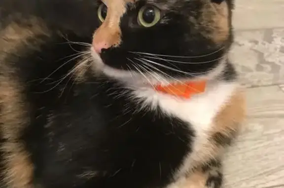 Кошки потеряшки, Заозерье, фото: Потеряшка кошка, Ялгубское ш., Заозерье