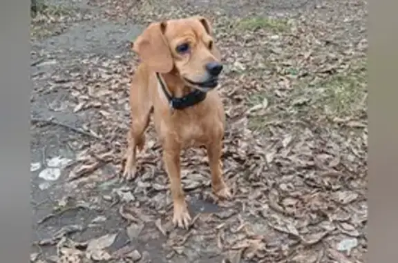 Найдена собака, Уфа, фото: Найдена собака на проспекте Октября, 133