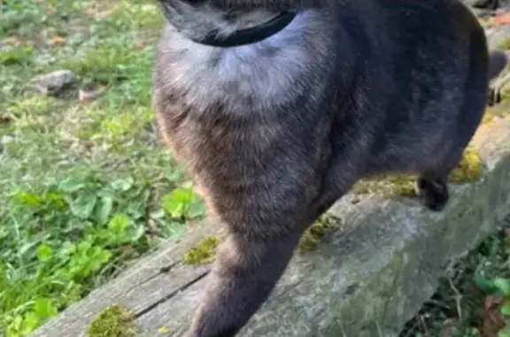 Кошки потеряшки, Рязань, фото: Потеряшка кошка, Школьная ул. 13, Рязань