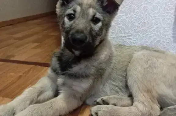 Пропала собака, Иваново, Дуниловское ш.