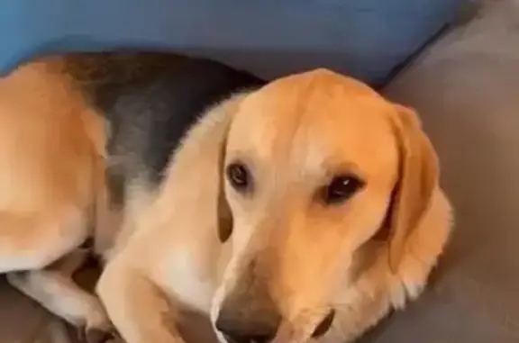 Собаки потеряшки, Ярославская область, фото: Потеряшка кобель, д. Еремеевское, Ярославль