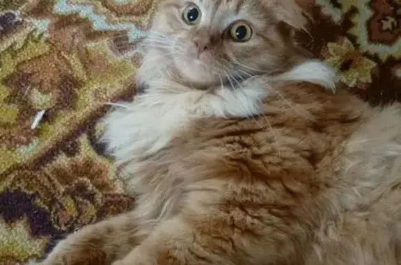 Кошки потеряшки, Калуга, фото: Потеряшка кошка, Забойная улица, Калуга