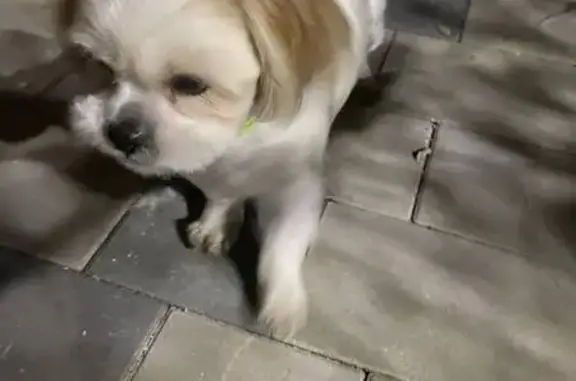 Найдена собака, Евпатория, фото: Собака найдена: Советский проезд, 3