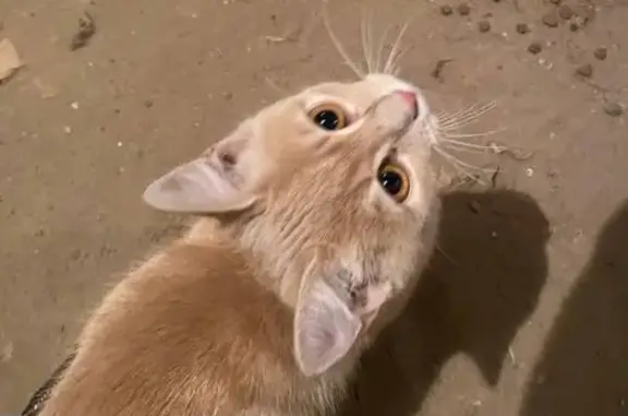 Котик найден в Канавинском районе, НН