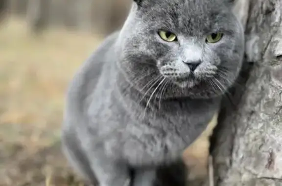 Пропала кошка, Лесной проезд, Курск