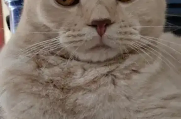 Пропала кошка, Пулковское шоссе 13 к1