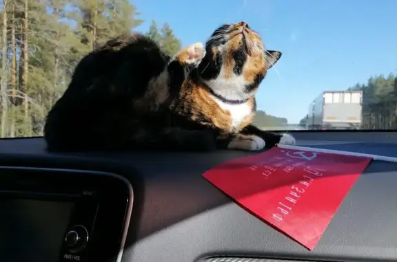 Пропала кошка, Университетская 4, Птз