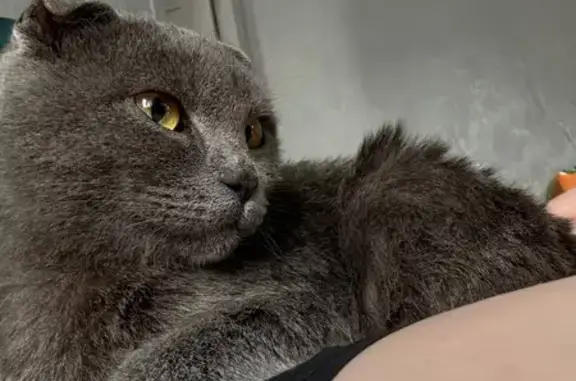 Найдена кошка, Тамбов, фото: Кошка найдена: Воронежская ул., 86, Тамбов