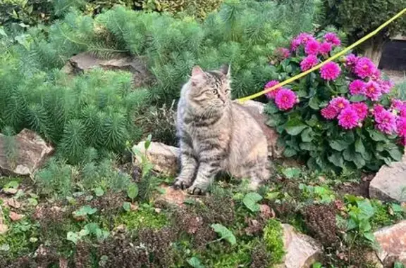 Кошка найдена на ул. Корнеева, Домодедово