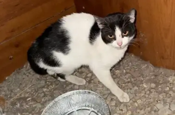 Найдена кошка, Волгоград, фото: Кошка найдена: пр. Ленина, Волгоград