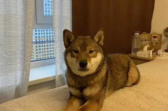 Пропала пугливая собака, Ларюшина 6к2