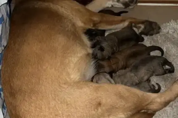 Найдена собака, Владикавказ, фото: Рыжая собака с щенками в Владикавказе