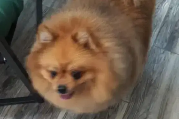 Пропала собака в Сочи, Клубничная 1/9