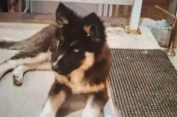 Пропала собака, ул. Шидловского, 11, Врнж.