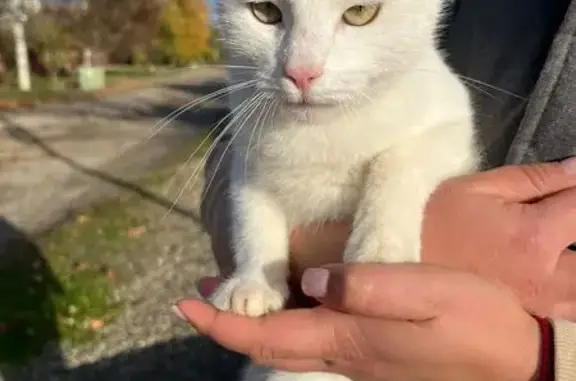 Найденные животные Михайловск, фото: Кошка найдена: Локомотивная 119/1