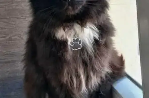 Кошки потеряшки, Липецк, фото: Потеряшка кот Яша, ул. Свиридова, 20 к3