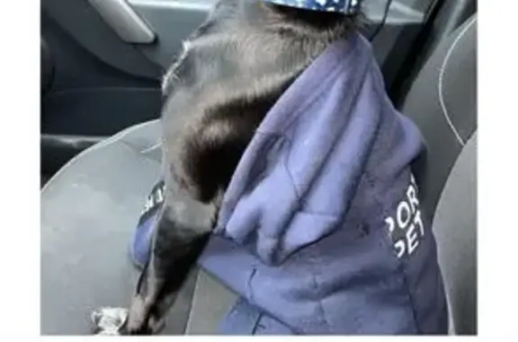 Найдена собака, , фото: Собака Айша найдена, Татарстан