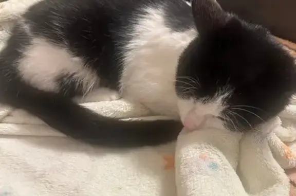 Кошка найдена у Арбитражного Суда, Орёл