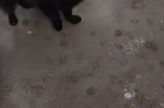 Найдена собака, , фото: Найден черный шпиц, ул. Дружбы Народов