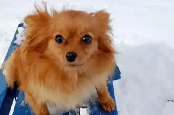 Пропала собака, Спортивная 47Б, Электросталь