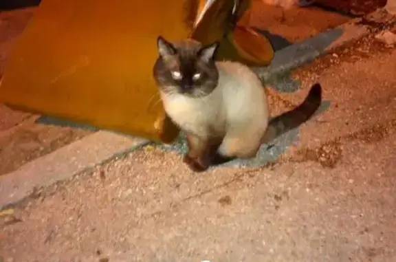 Найдена кошка, Севастополь, фото: Кошка найдена: Дмитрия Ульянова 9, Севастополь