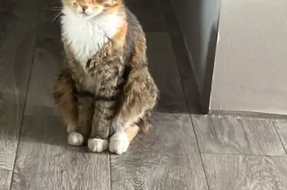 Пропала кошка, ул. Томилова, 19, Копейск